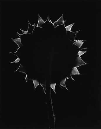 PAUL CAPONIGRO (1932- ) A suite of 3 photographs from the series Sunflower.